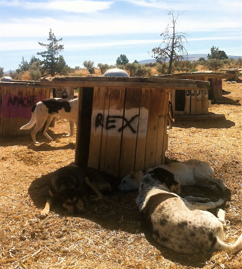 Party at Rex's House