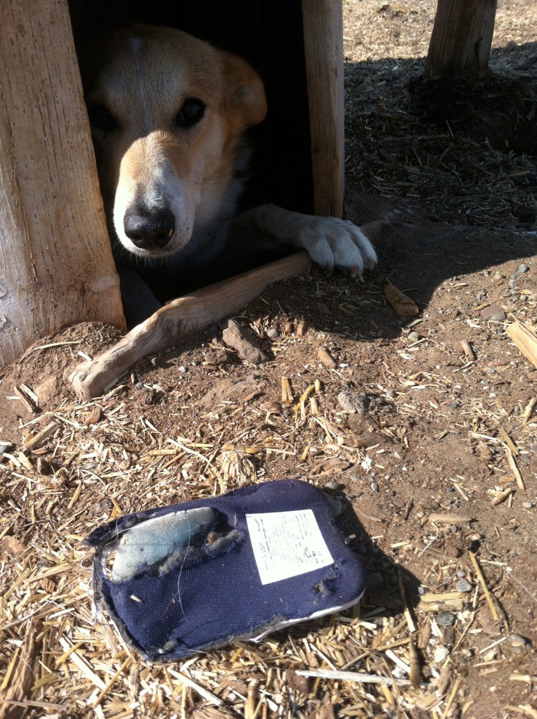 Monroe pretending he hasn't seen the ripped out tongue of a running shoe