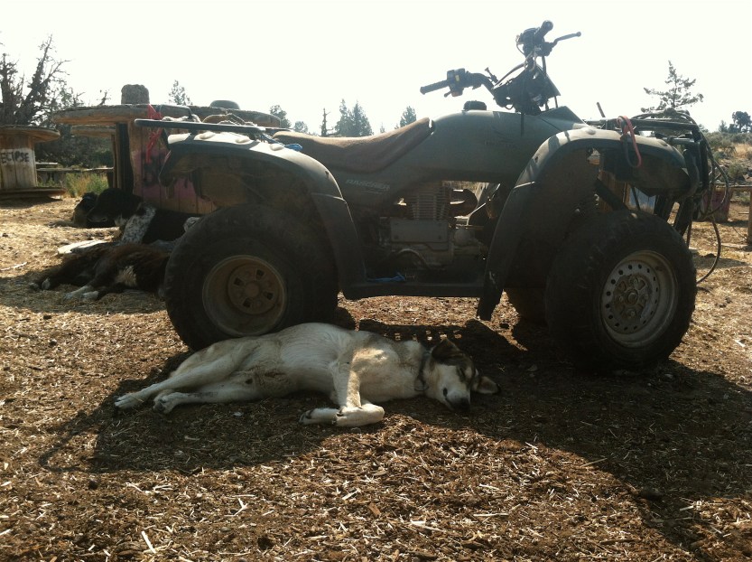 Larry in the shade of the four wheeler