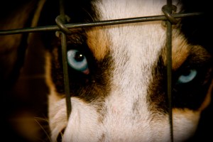 OK Fine...more puppy pictures