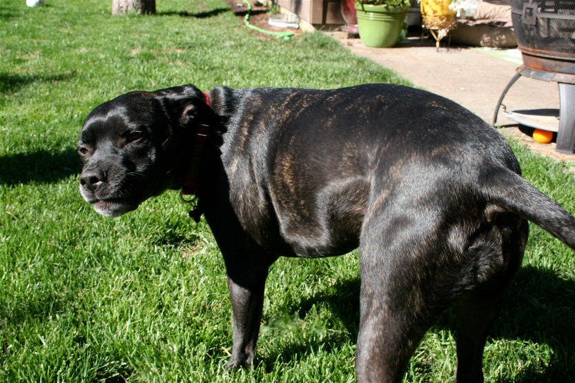 All Chocolate Brindle Goodness!