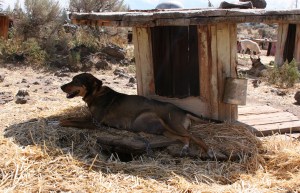 Settling down for a nap